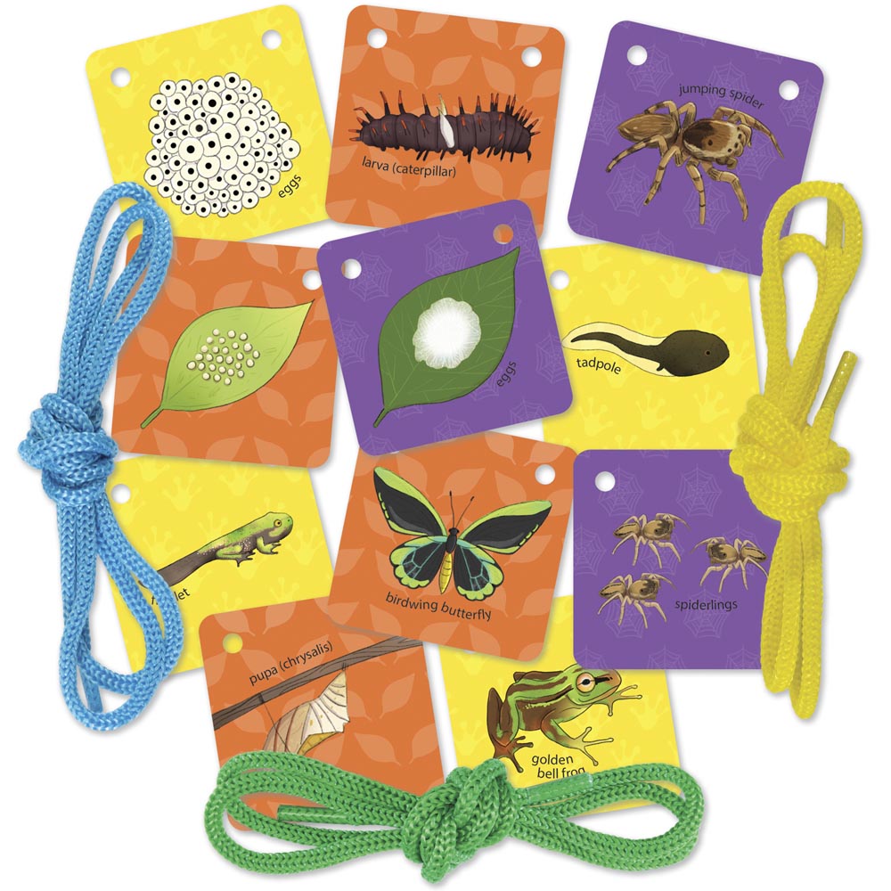 Aprender de los Insectos Imagen 2