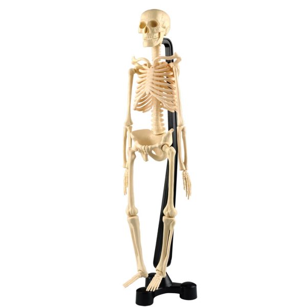 Esqueleto Humano 46 cm