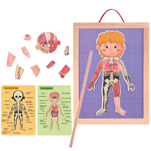 Pizarra Magnética Cuerpo Humano